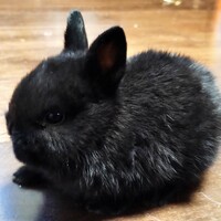 黒いミニウサギ