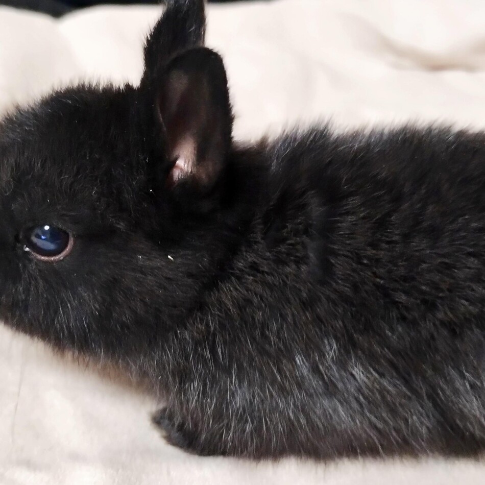 黒いミニウサギのカバー写真