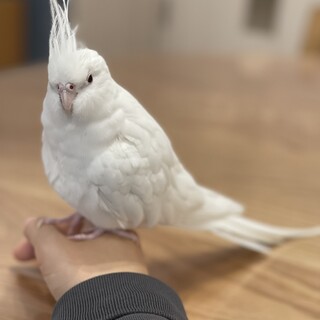 《募集終了》オカメインコ アルビノの女の子