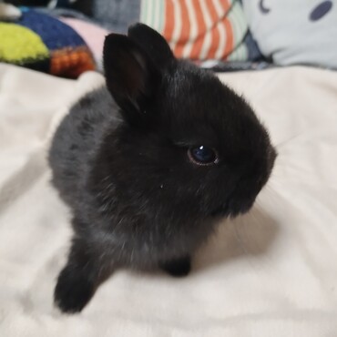黒いミニウサギの写真