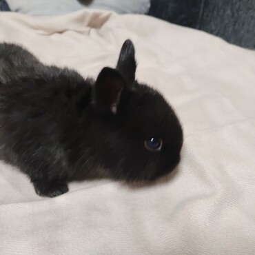 黒いミニウサギの写真