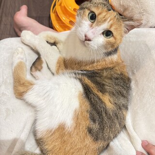 甘えん坊の縞三毛猫の女の子、もちちゃん♡