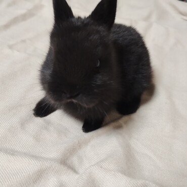 黒いミニウサギの写真