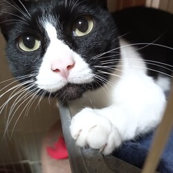 とうふちゃん移動しました