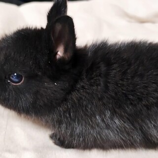 黒いミニウサギ