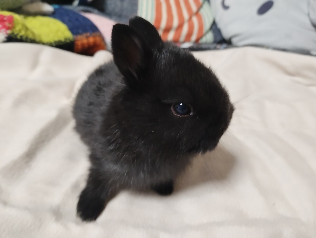 黒いミニウサギ サムネイル2