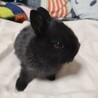 黒いミニウサギ サムネイル2