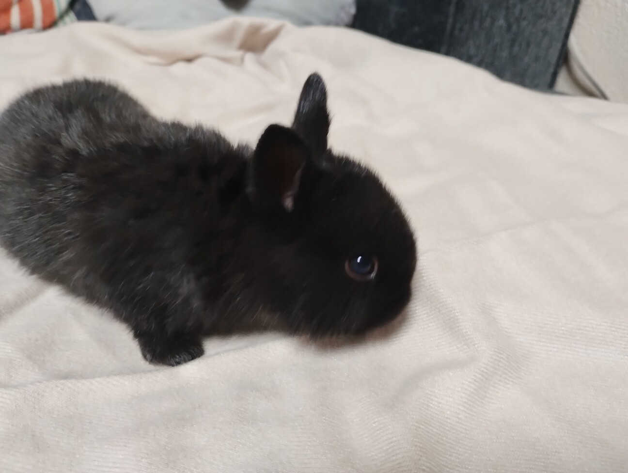 黒いミニウサギ サムネイル3