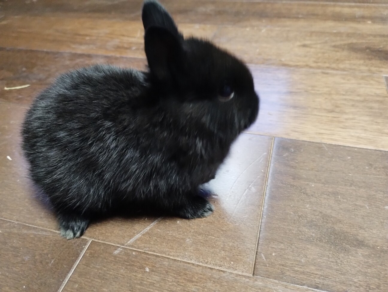 黒いミニウサギ サムネイル4