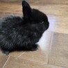 黒いミニウサギ サムネイル4