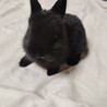 黒いミニウサギ サムネイル5