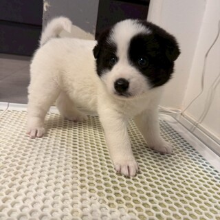 さぶくん(旧あさがお)