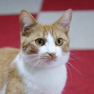 幸せオーラいっぱい！甘え上手な男の子☆ブラームス君