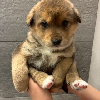 ナナちゃん(旧さくら)