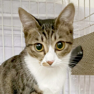  お腹でお昼寝が大好き☆あさりちゃん