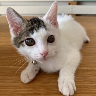 甘えん坊の子猫　ぱっつん君