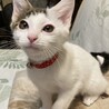 甘えん坊の子猫　ぱっつん君 サムネイル2