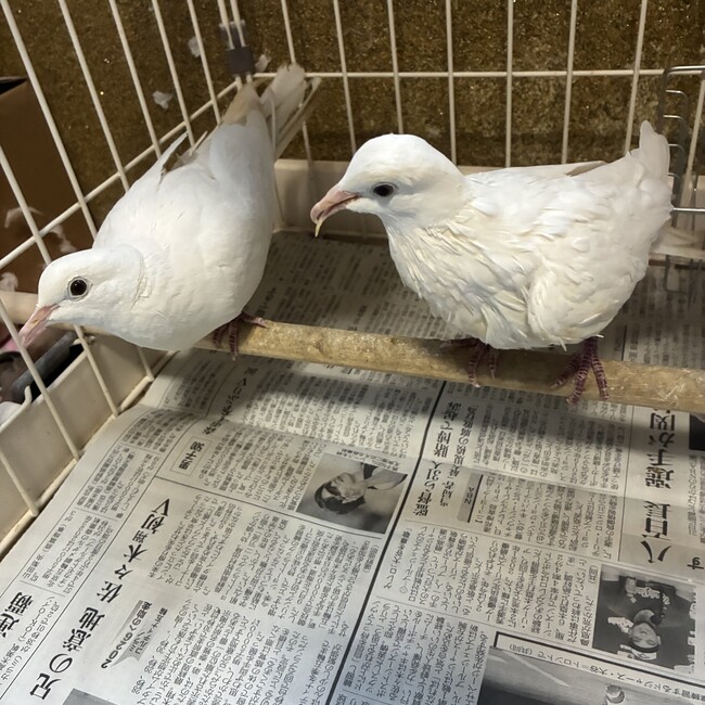 ken_のカバー写真