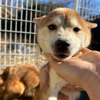 ちょっとびびりなしばちゃん
