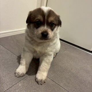 ピロちゃん(旧つばき)