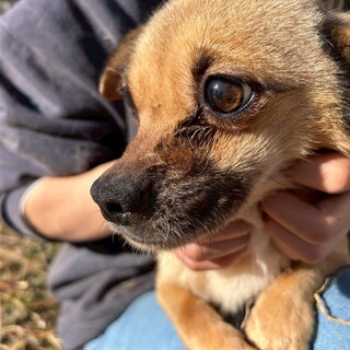 チワワ✖️パグ