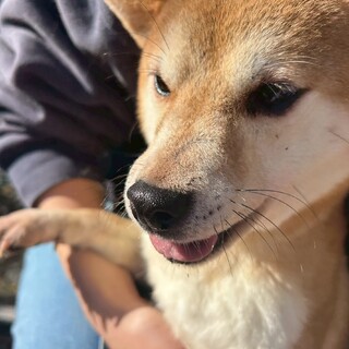 追いかけっこ大好きしば