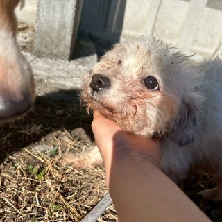 めっちゃ人懐っこいビション