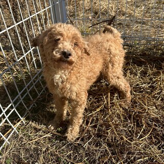 くるくるのプードル