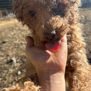 かまってちゃんなプードル