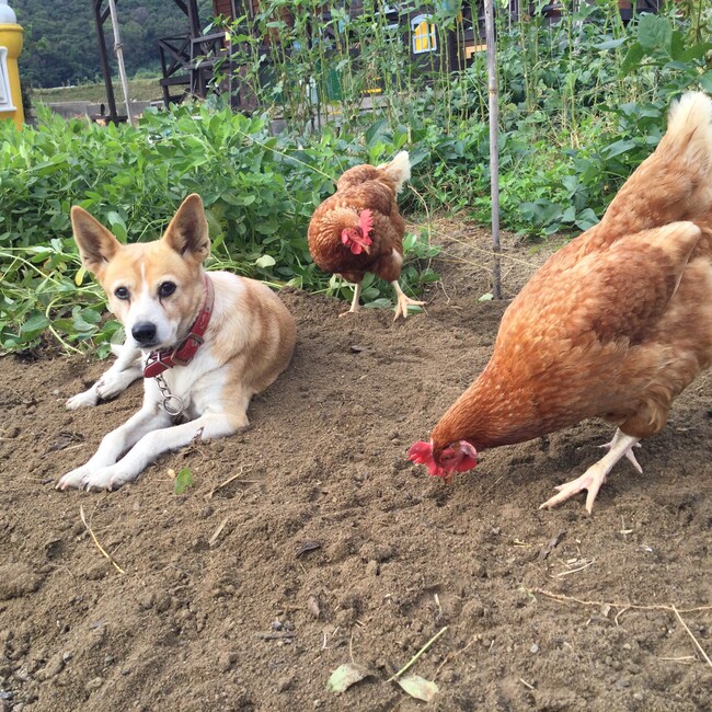 寺子屋しましまのカバー写真