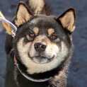 穏やかで人が大好き！黒柴のケリーくん♪