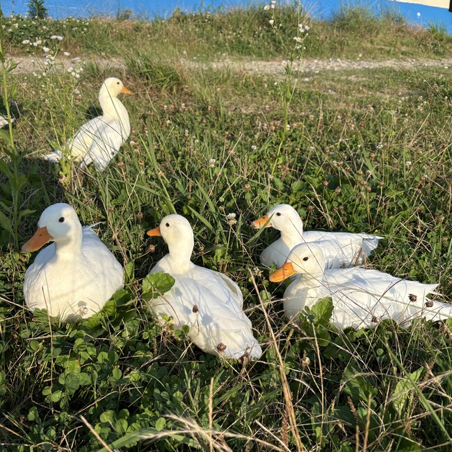 RUKA0303のカバー写真