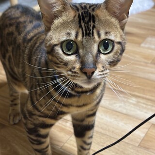 ベンガル猫雄２歳　里親募集！
