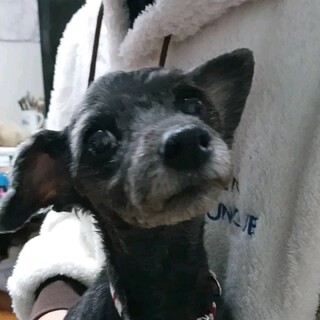 人が好き、とても懐っこいコメットさん