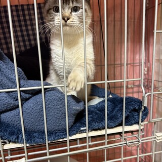 兄弟猫シャム猫メス