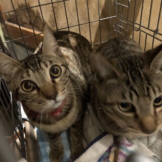 小柄な秋ちゃん