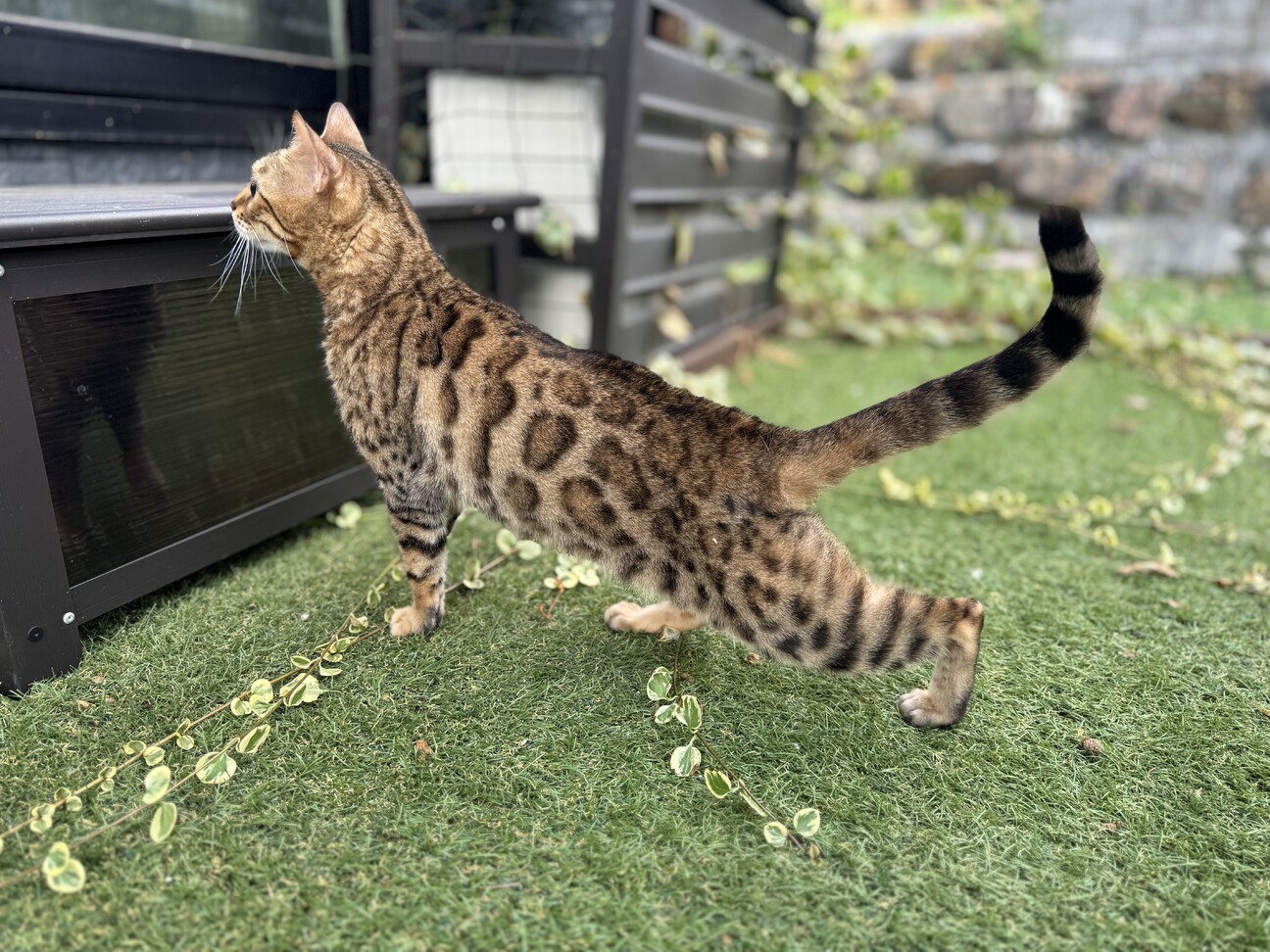 【ありがとう】とても優しいベンガル女の子のご家族様 サムネイル2