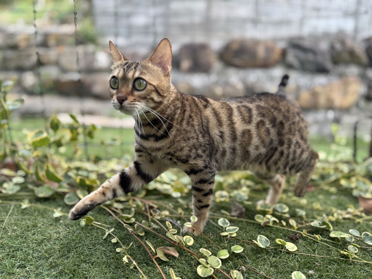 【ありがとう】とても優しいベンガル女の子のご家族様 サムネイル7