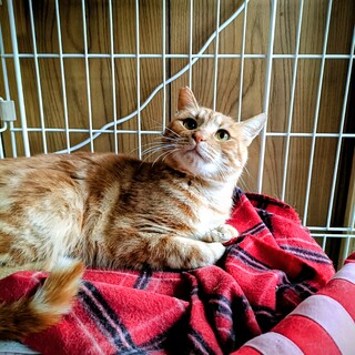 おとなしい茶トラ