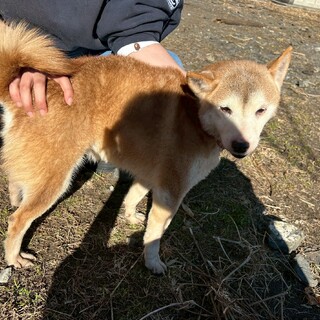 お年寄りしばちゃん