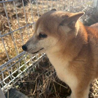 ビビリなシバちゃん