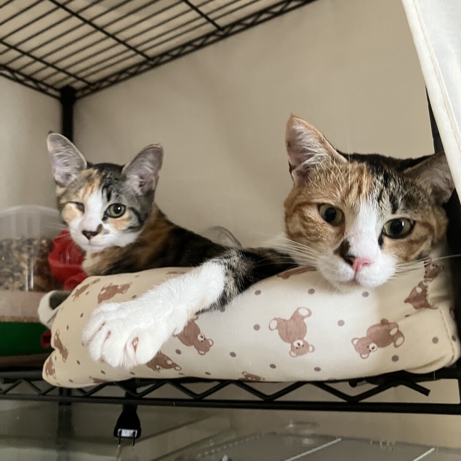 ぽせいどんのカバー写真