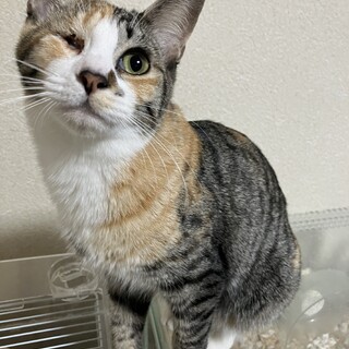 片目ちゃん＊推定生後8ヶ月程の三毛猫ちゃん