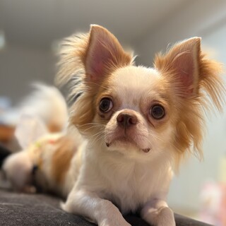 怖がりだけど慣れると甘えん坊