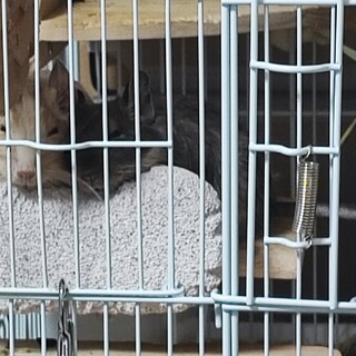 里親決定致しました。11ヶ月デグーメス2匹