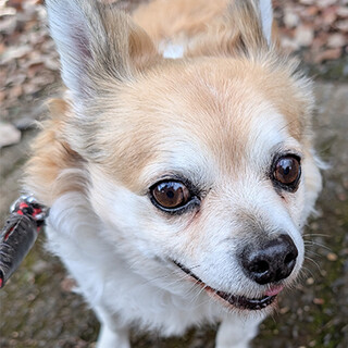 チワワとダックスのミックス甘えん坊男の子