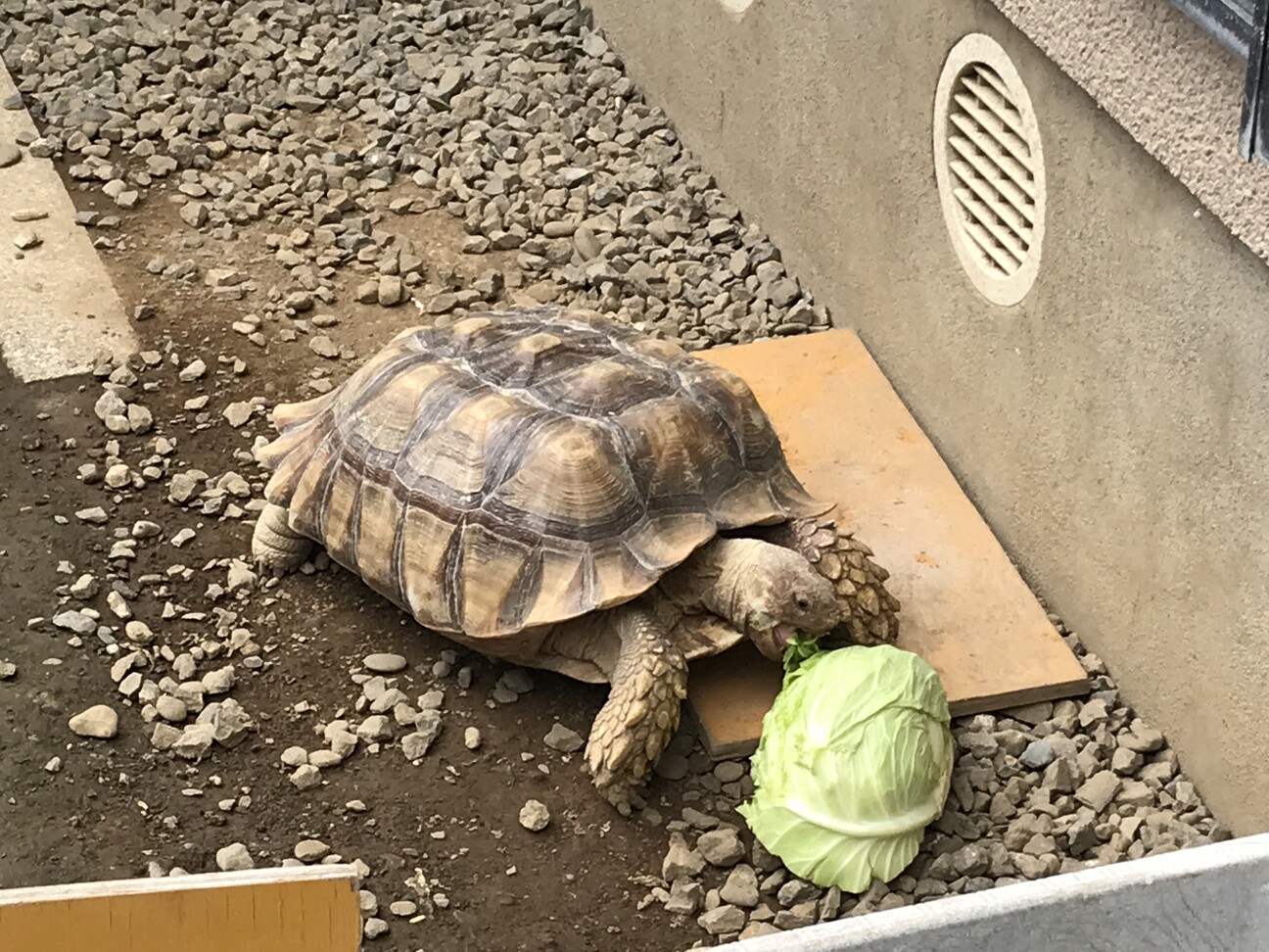 ケヅメリクガメ5歳 里親...」埼玉県 - 爬虫類・他の里親募集(533700 