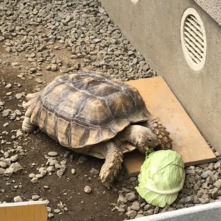 ケヅメリクガメ5歳　里親決まりました、