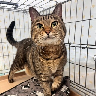 2/8高田馬場★ふーちゃん★怖がりでも甘えん坊