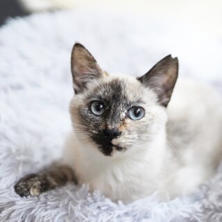 1/25高田馬場★フォルテちゃん撫でられるの大好き